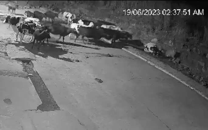 Tiger scares herd off after attacking a cow on a Bhopal farm, as seen on CCTV