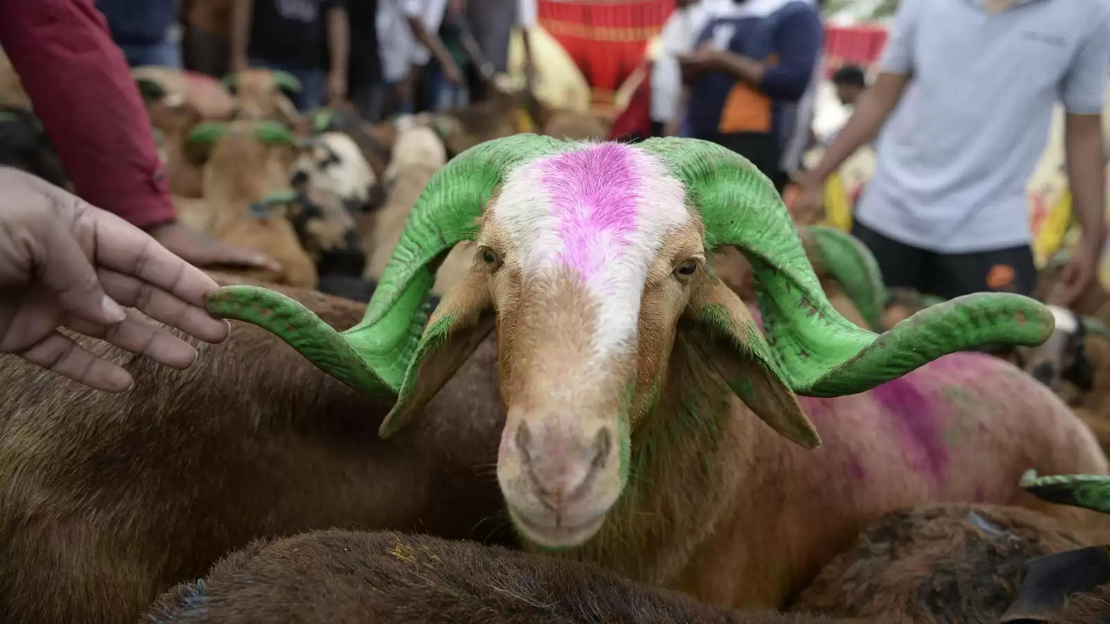 Judges Handle Last-Minute Requests for Animal Killing Pleas Hours Before Eid al-Adha