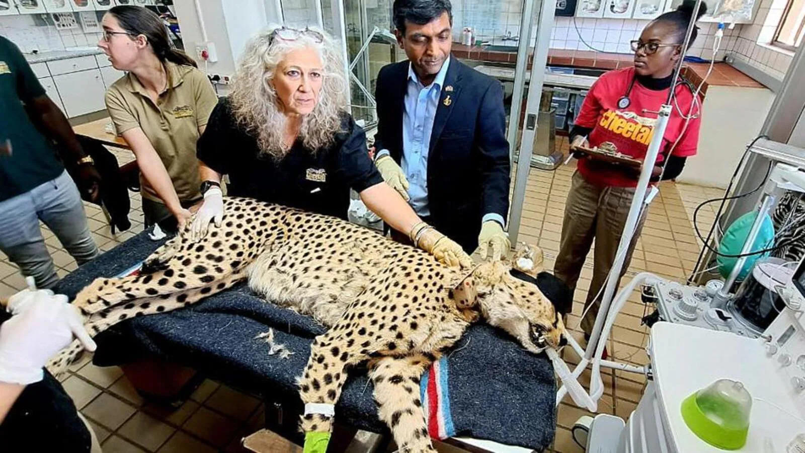 "No Reason to Keep Healthy Cheetahs Restricted," says a South African expert on Kuno's Huge Cats' Long Captivity